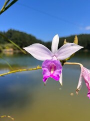 pink lily in water - 741365229