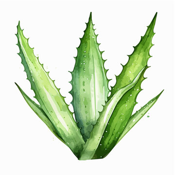Watercolor painting illustration of Aloe Vera plant isolated on white background.