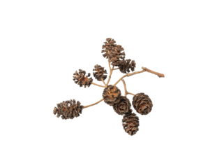 Alder Cones Isolated