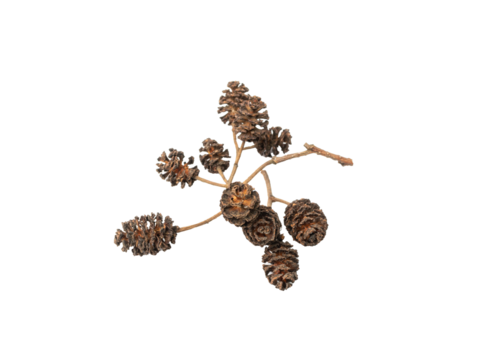 Alder Cones Isolated