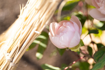 上野東照宮ぼたん苑の冬牡丹　雪灯篭