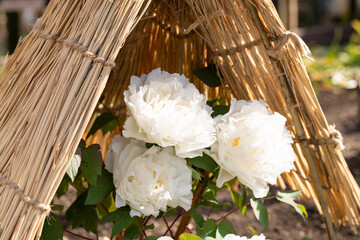上野東照宮ぼたん苑の冬牡丹　村松の雪