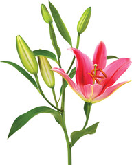 Fototapeta na wymiar Lily flower vector isolated on white background