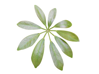 Schefflera arboricola leaves isolated on white background


