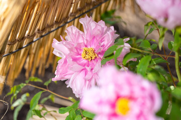 上野東照宮ぼたん苑の冬牡丹　入江の華