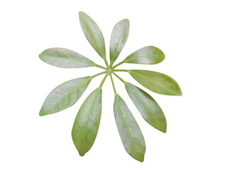 Schefflera arboricola leaves isolated on white background


