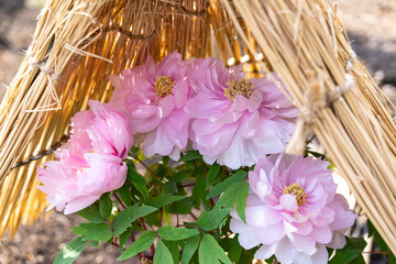 上野東照宮ぼたん苑の冬牡丹　八千代椿