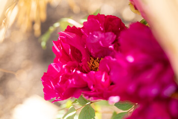 上野東照宮ぼたん苑の冬牡丹　新国色
