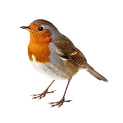 Robin on transparent background