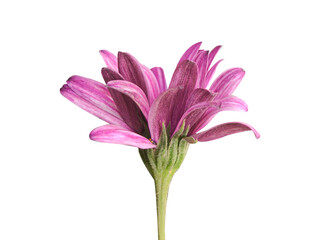 Daisy in purple color flower  isolated on white background
