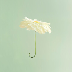 Daisy flower  in the style of umbrella on green pastel background. Conceptual spring theme art wallpaper.