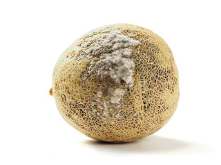 Rotten melon with fungus on white background. Organic agriculture product. Cantaloupe with mold....