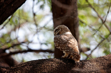 Spotted owlet perched in a tree in India