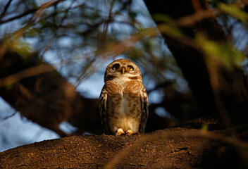 Spotted owlet perched in a tree in India