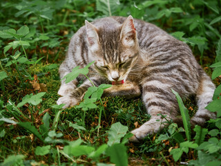 Grey color house cat cleaning his fine fur laying on green grass in a field. Cat in a wild nature environment.