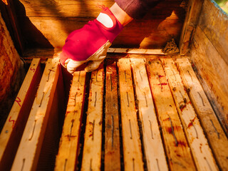 Beekeeper hand in red protective glove lifting or extracting wooden frame with honey bees from...
