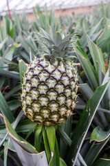 Pineapple cultivated in the Azores island of São Miguel in Portugal
