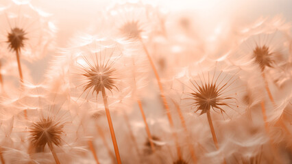 A closeup shot of dandelions with airborne seeds on a warm golden hour background in peach color. Summer nature concept