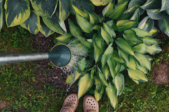 gardener watering hostas with metal can in summer garden. Horticulture and plants care.
