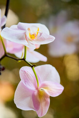 Macro photo of an orchid flower, Phalaenopsis.
