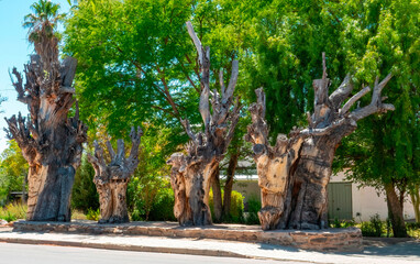 The Burghers of Prince Albert. These 130 year old blue gums were preserved for posterity by...