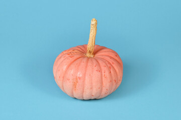 Pastel pink colored 'Miss Sophie Pink' Halloween pumpkin on blue background