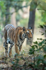 wild indian female bengal tiger or panthera tigris in natural green background on territory stroll head on in winter evening safari at bandhavgarh national park forest reserve madhya pradesh india - 741375045