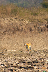 indian wild bengal female tiger or tigress panthera tigris walking or on territory stroll in morning safari at dhikala zone of jim corbett national park forest tiger reserve uttarakhand india - 741376013