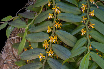 Closeup view of orange yellow and white flowers and leaves of tropical orchid species trichoglottis cirrhifera blooming on black background