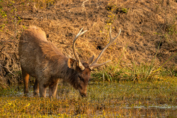 Wild male Sambar deer or rusa unicolor with long horns closeup or portrait in wetland at forest of central india asia - 741376082