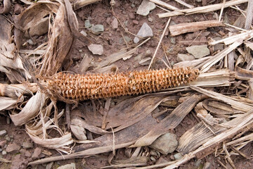Maiskolben angefressen 1