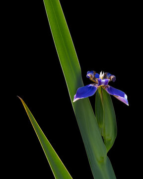 Vertical view of bright purple blue flower of neomarica caerulea aka walking iris or apostle's iris with leaf, isolated in sunlight on black background