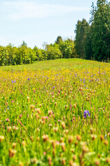 Green meadow full of colourful flowers, clovers, daisies.