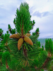 Close-up shot of fir needles and cones in the forest taken on a cloudy day