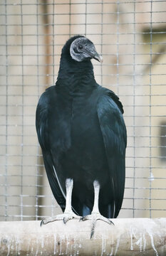 Portrait of a black vulture. Bird in close-up. Coragyps atratus.
