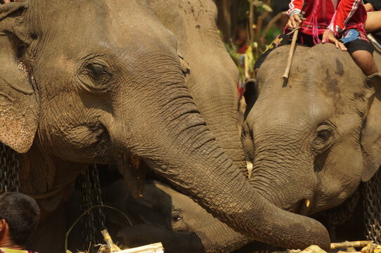 Close up of Elephants eat a fruit buffet in Thai Elephant Day at Ban Puter, a Karen village in Mae Sot district, Tak Province, Thailand.