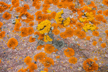 Close-up of red lichen on a stone.
