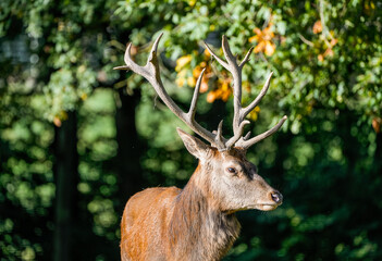Naklejka na ściany i meble Portrait of a red deer with antlers in nature. Cervus elaphus. 