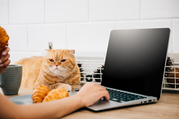 In this portrait, a woman enjoys the togetherness of her Scottish Fold cat while working at her...
