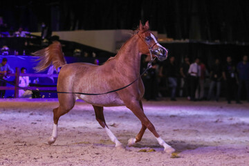 Saudi Arab Horse rider on traditional