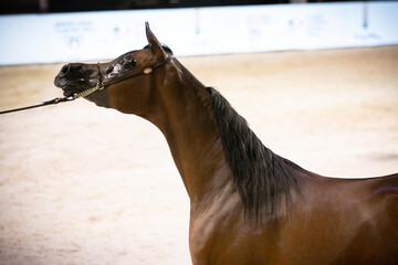 Saudi Arab Horse rider on traditional