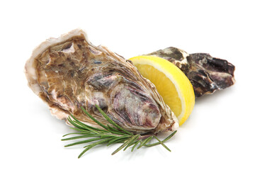 Fresh oysters with lemon slices and rosemary sprig isolated on white background.	