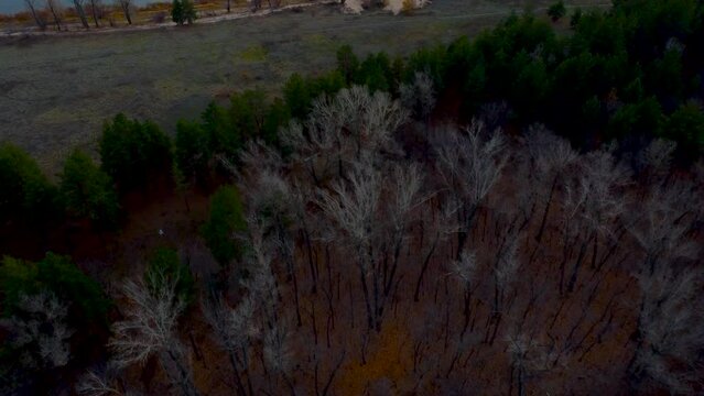 Autumn Overlook Aerial Views of Volga River, Forest, and the Grushinsky Festival Meadow in Warm Glow. Nature of Russia view from a drone in autumn