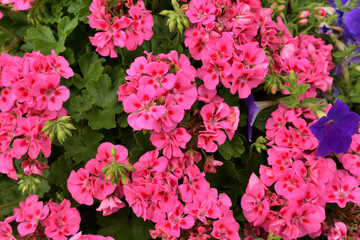 Background of the blooming pink geranium