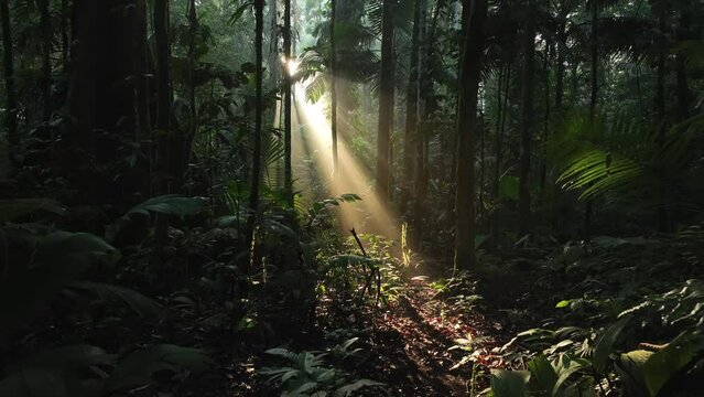 aerial view of dense forest with tropical flora and green trees, Halmahera, Indonesia.