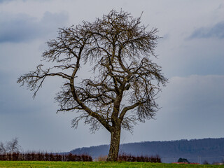 Obraz premium Kahle Bäume im Winter