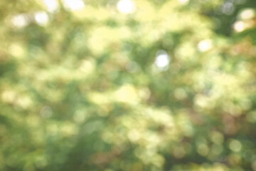 The blurred green of the leaves of trees in the sunlight and glare. Green blur nature...