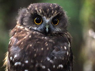 portrait of a eagle