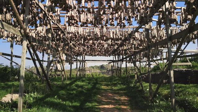 This drone footage offers a unique perspective through traditional cod fish dryers in Lofoten, Norway, highlighting the ancient practice against a lush backdrop
