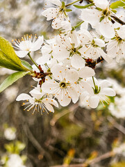White flowers bloom on the branches of the cherry tree. Flowering in the garden. Close up